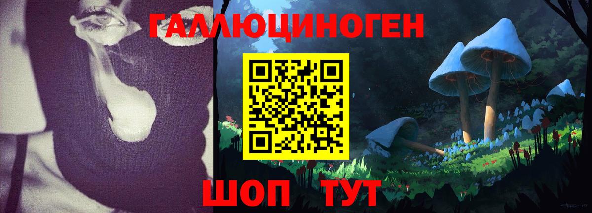 Псилоцибиновые грибы Psilocybe Великий Новгород